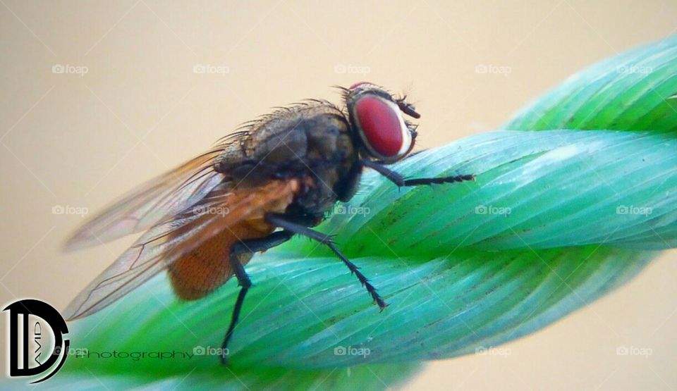 houseflies
