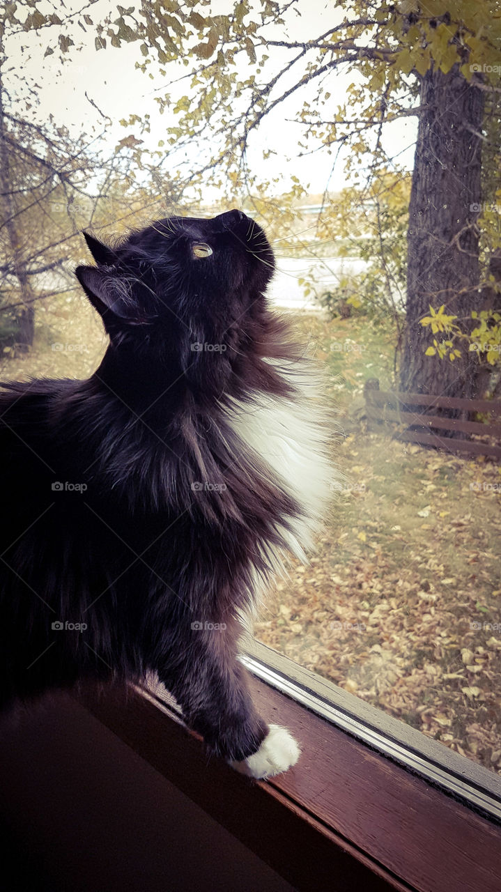 black and white cat looking out the window