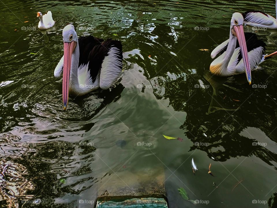 The great white pelican (Pelecanus
onocrotalus) aka the eastern white pelican, rosy pelican or white pelican. A group of pelicans finding and waiting for food from visitors in the zoo.