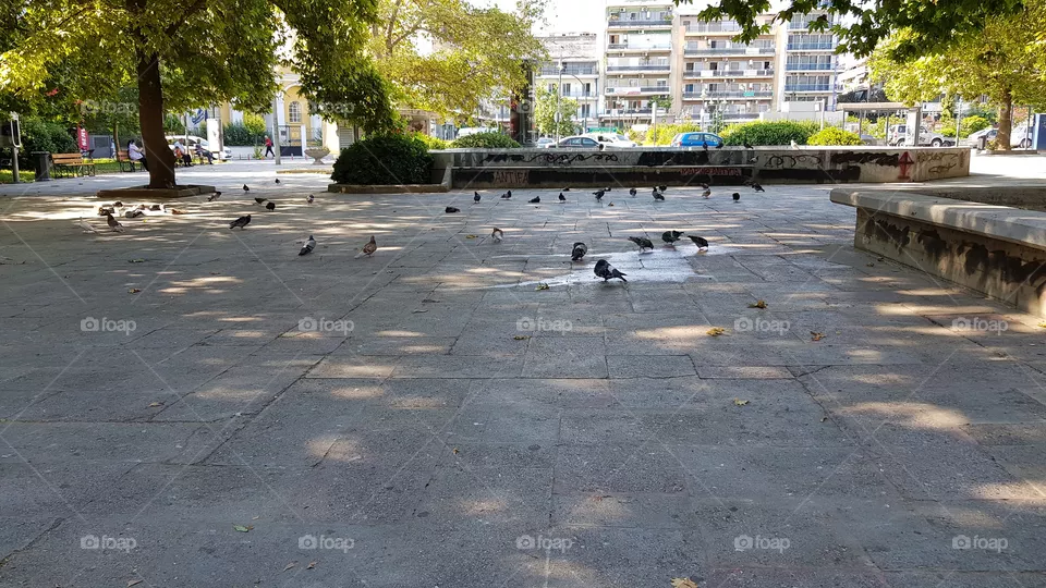 birds