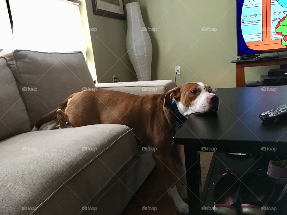 Dog on couches and table 