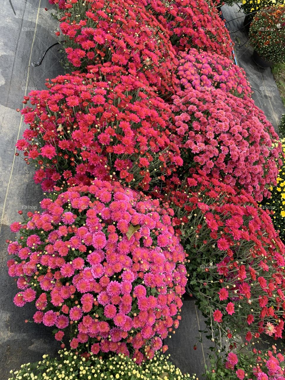 Fall mums