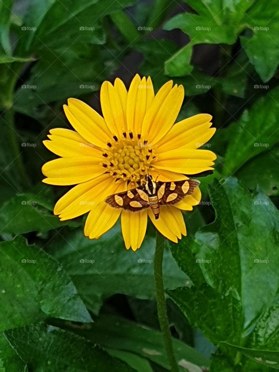 beautiful yellow flower, small simple and splendid, it measures about 2 cm with a moth of its very striking color much smaller than the flower itself, just to admire