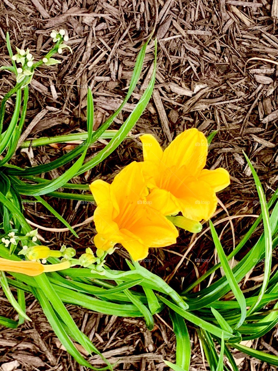 Golden flowers 