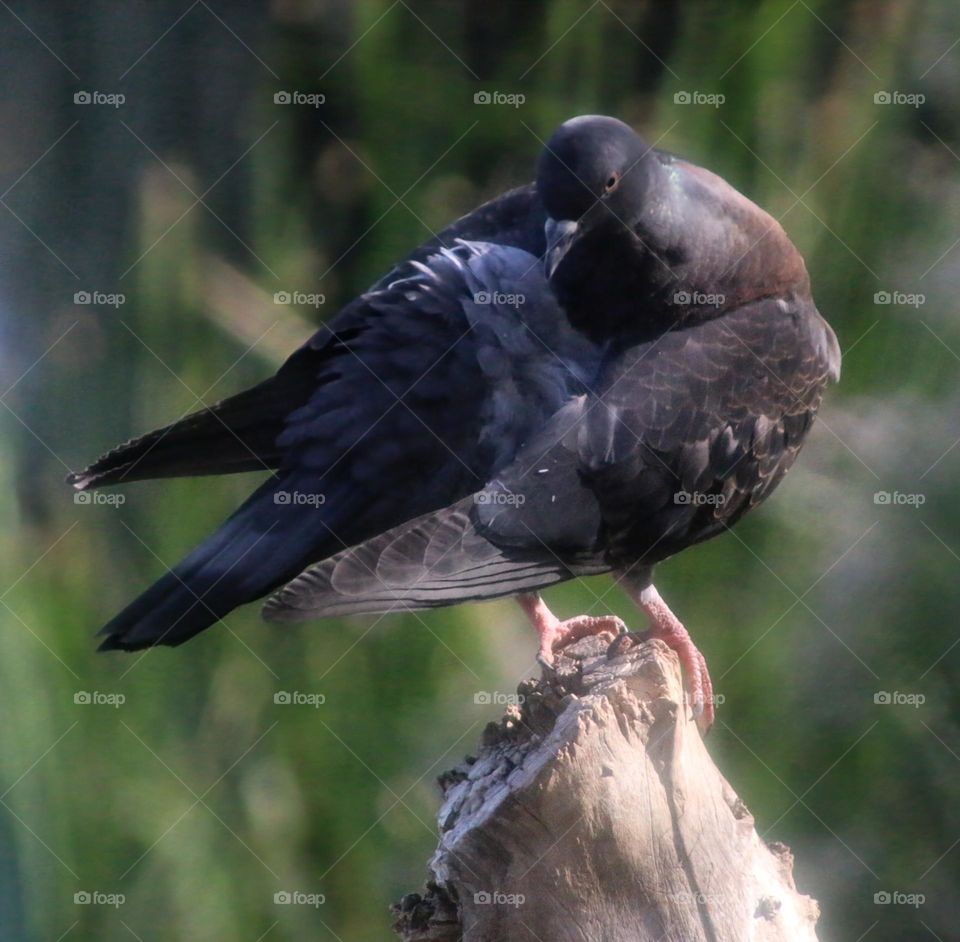 Preening Pigeon on a Stump
