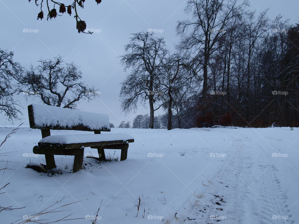 forest in winter with snow on a bench