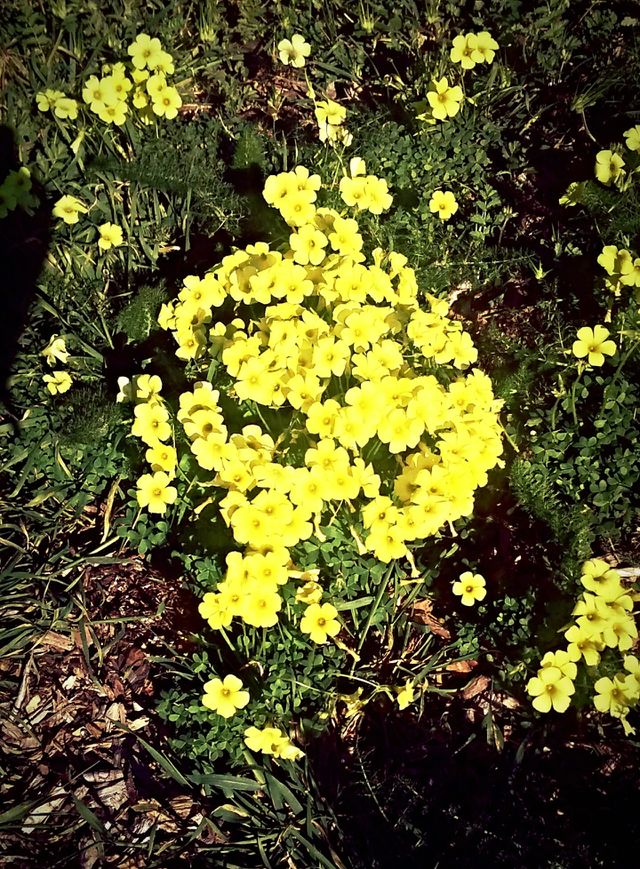 sour clovers