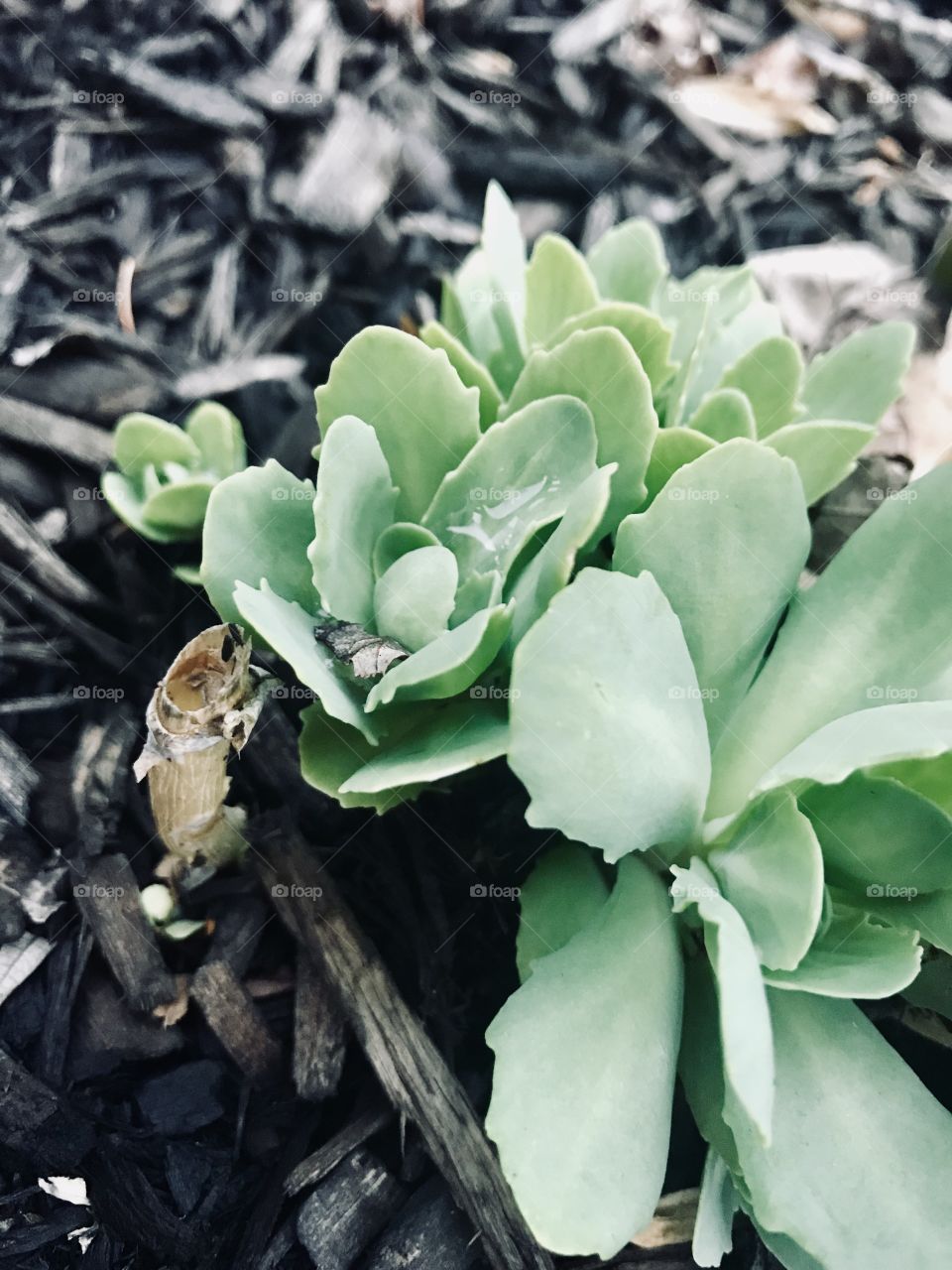 New flowers about to sprout up in April! 