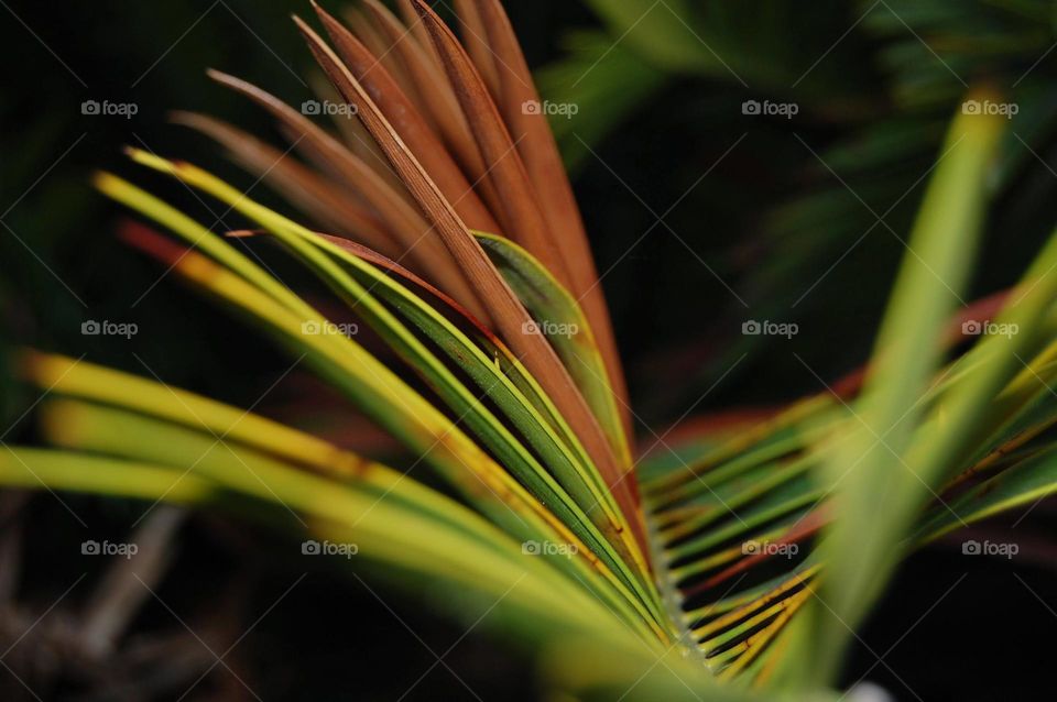 Portrait of a plant in nature 