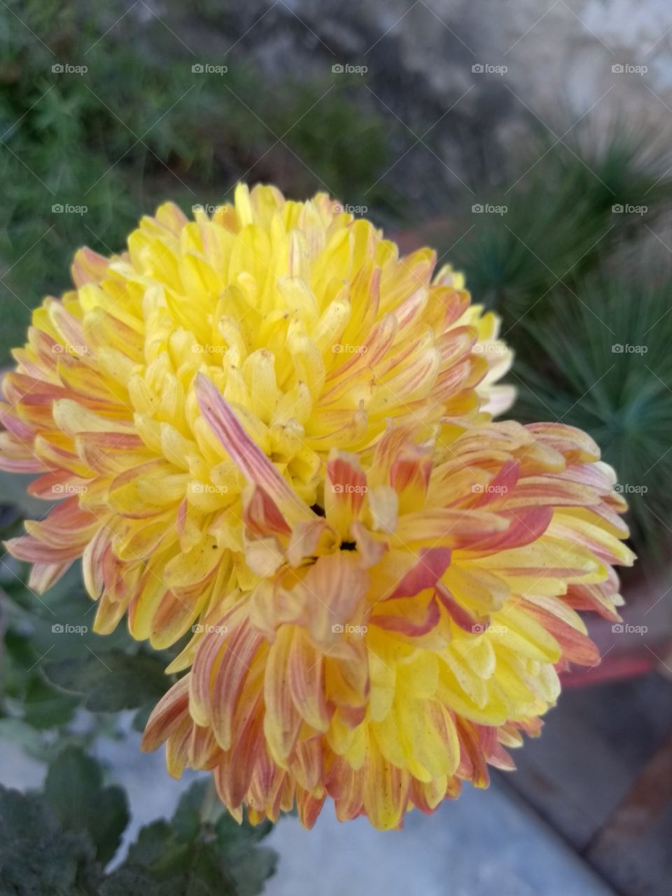 Gorgeous​ yellow dahlia