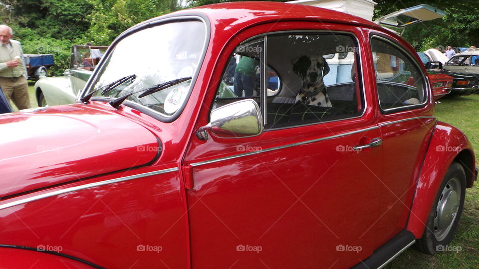 red vintage vw beetle with beautiful black spotted dalmatian in the back seats
