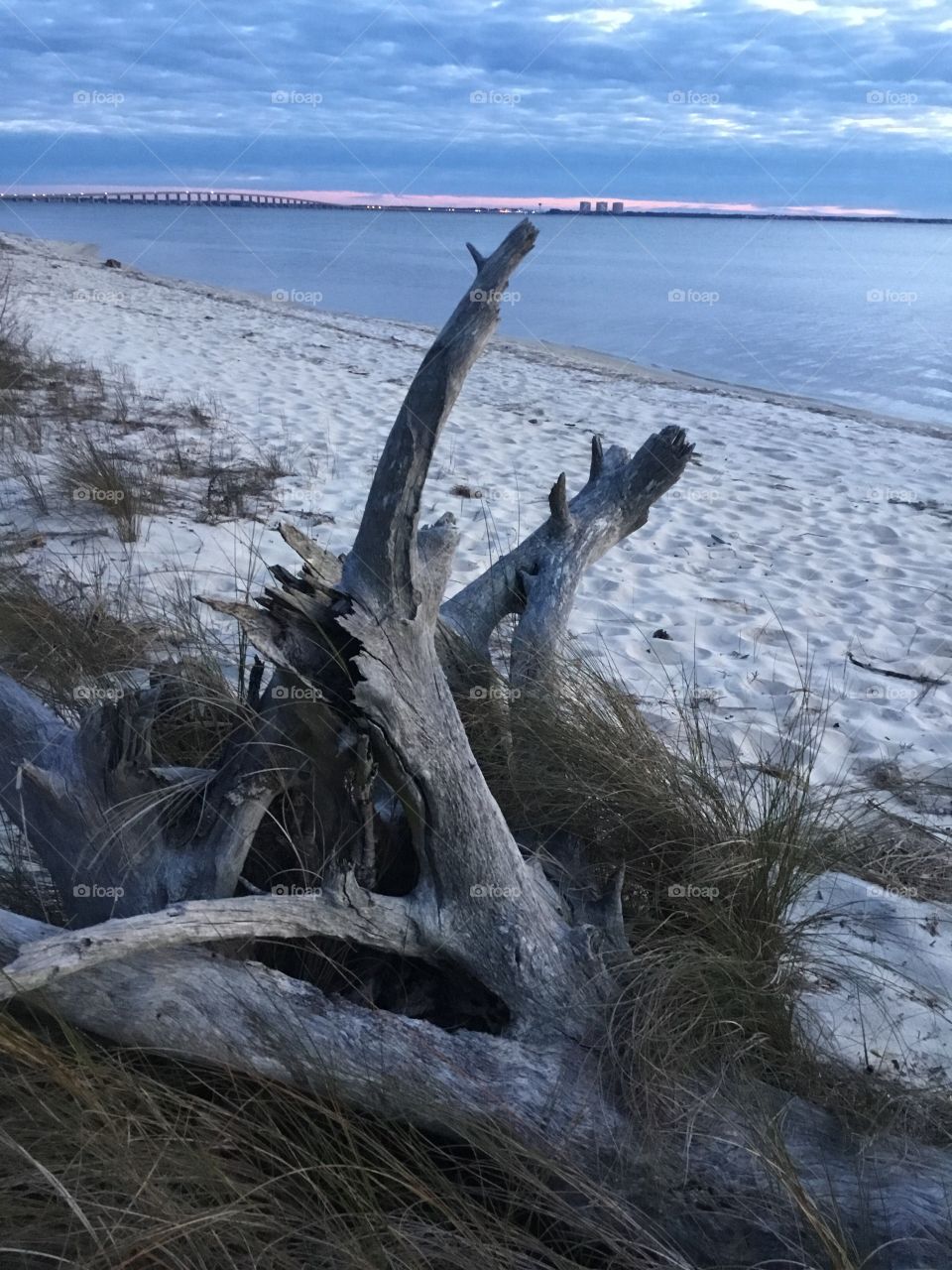 Driftwood washed ashore during the hurricane 
