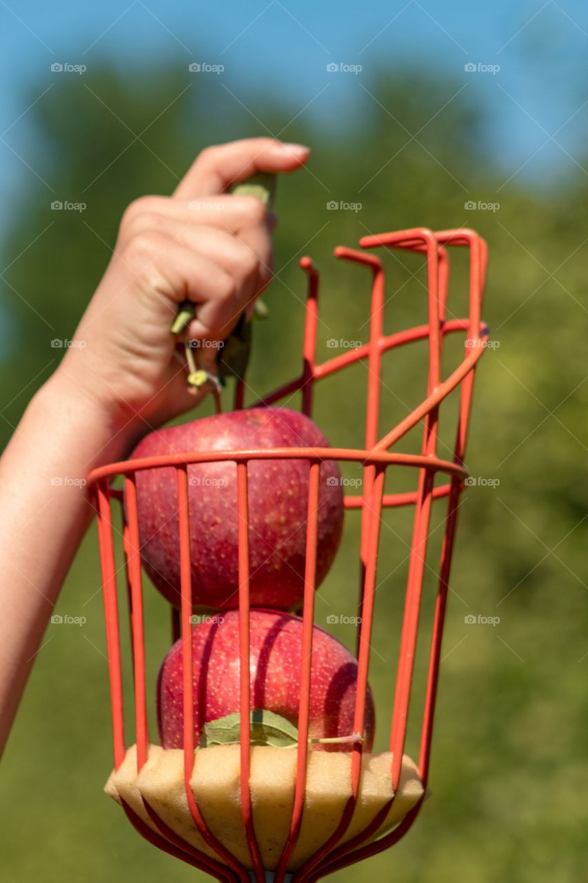 Young hand reaches for a red apple from a basket