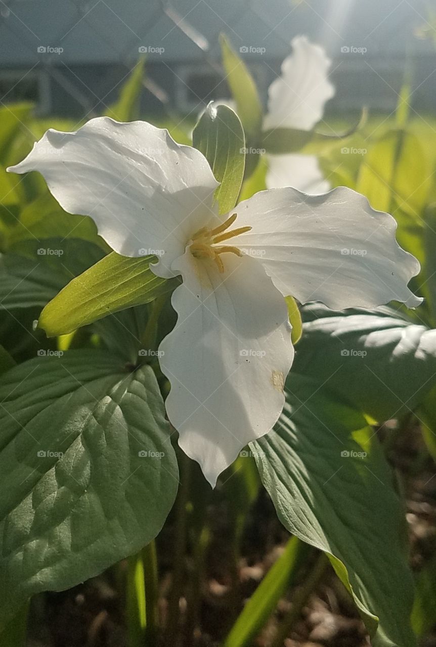 Trillium