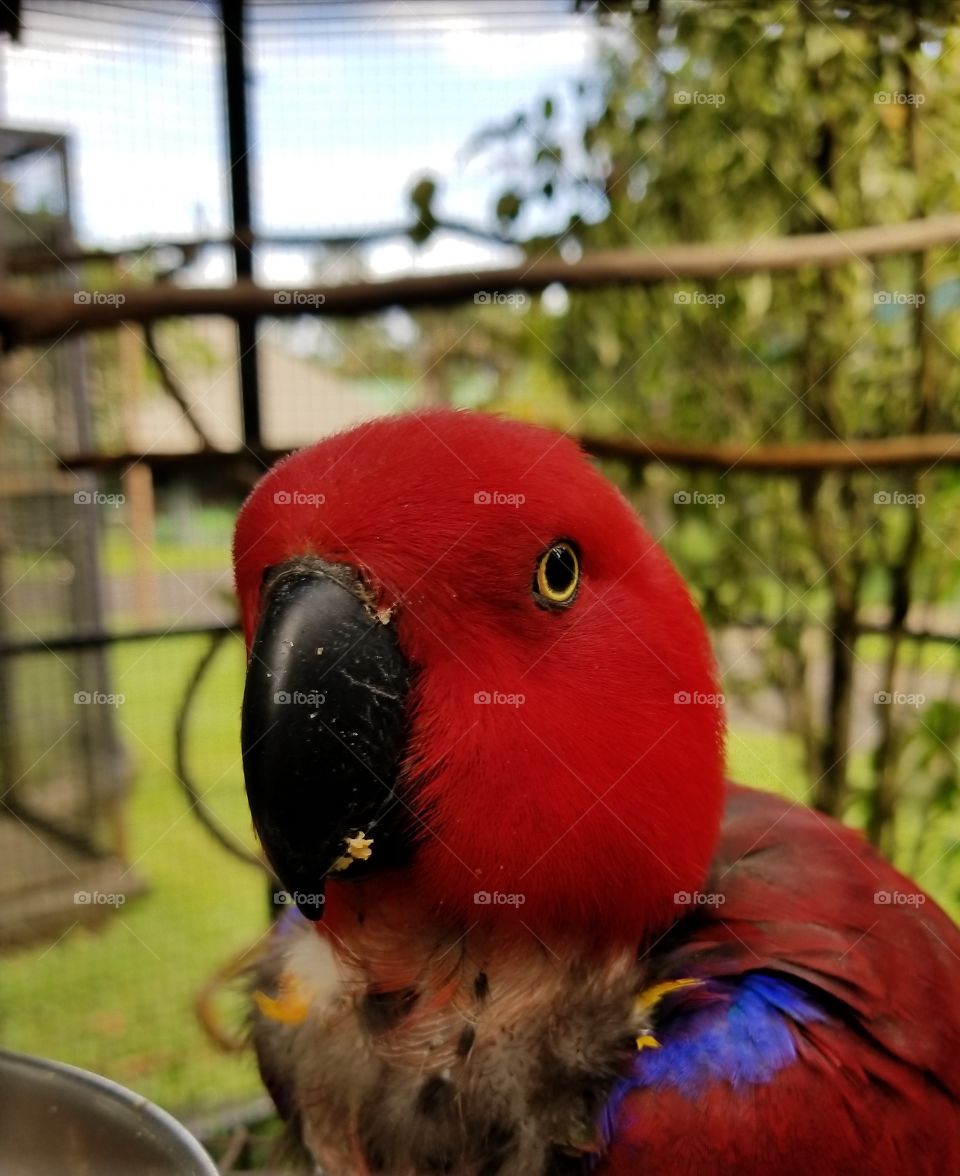 Eclectus Female