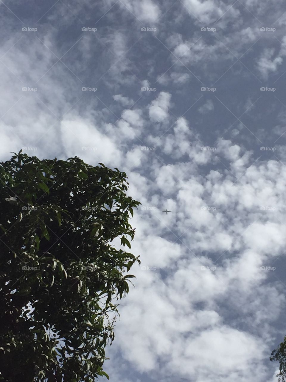 Tree, sky and plain 