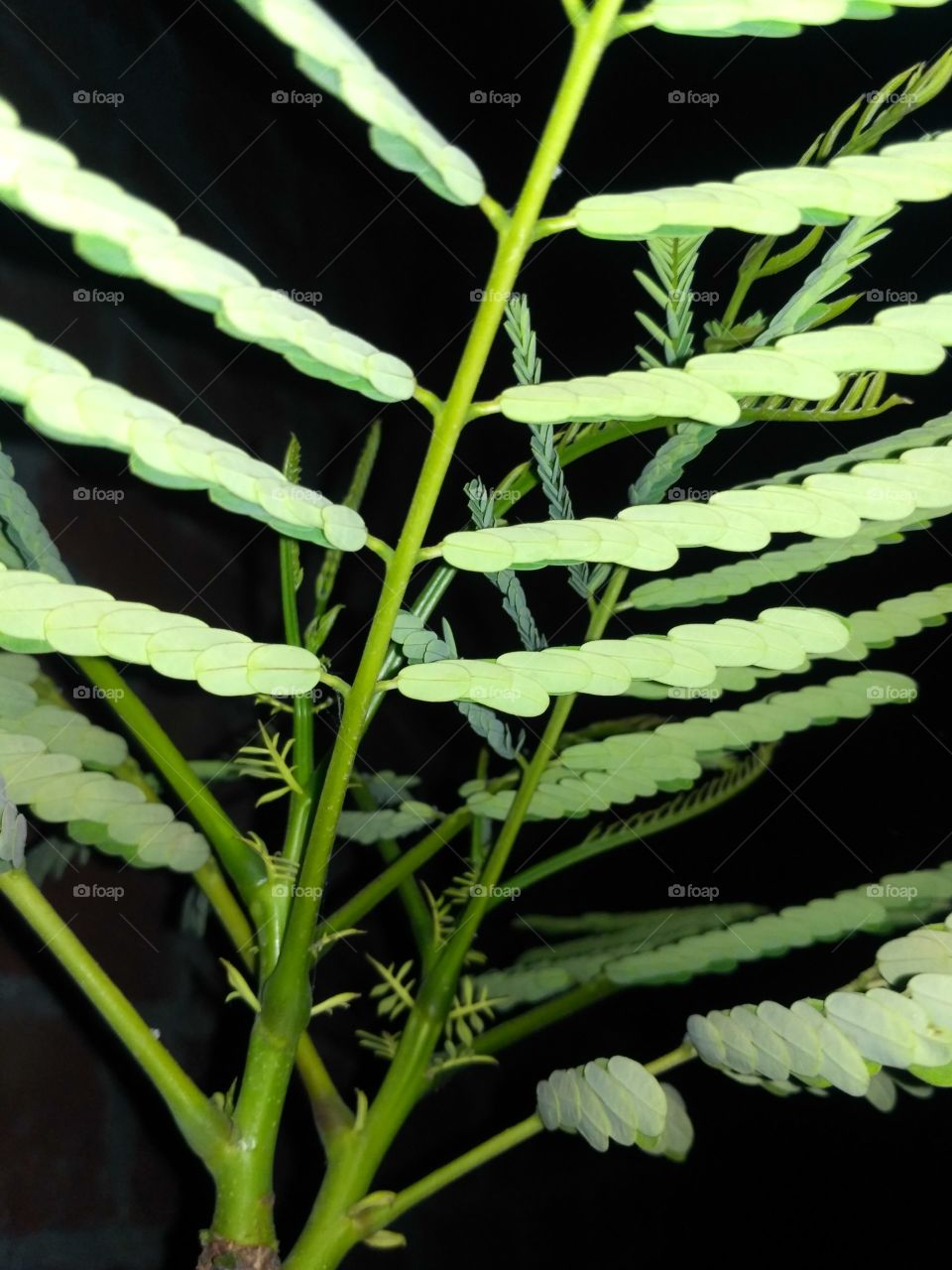 plant show in night sleeping leaf