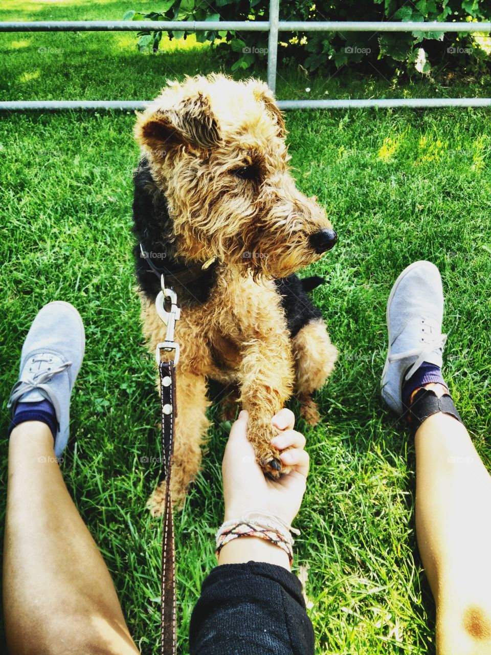 Der beste Freund des Menschen