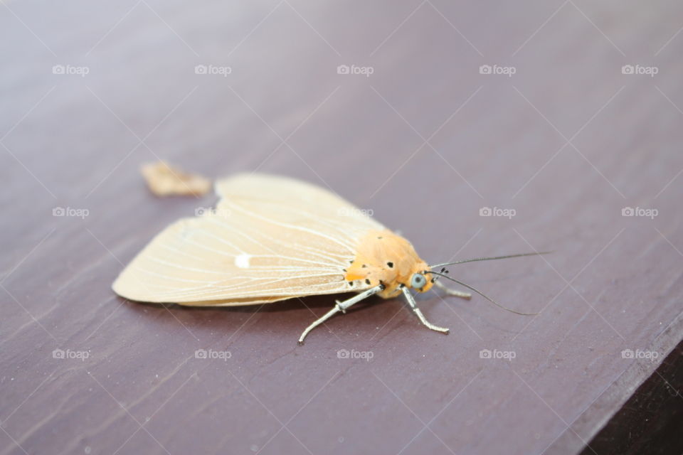 Yellow butterfly. Yellow butterfly