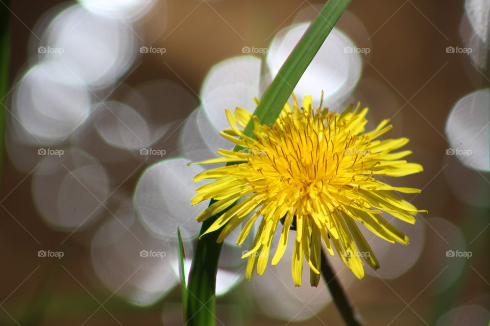 Dandelions can be pretty too, especially with bokeh from the water behind it