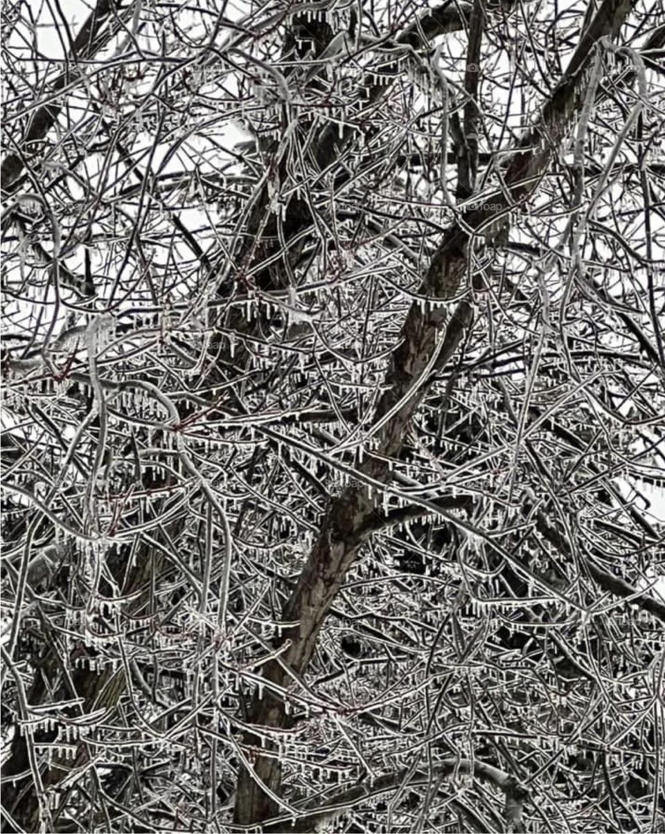 Ice covered trees