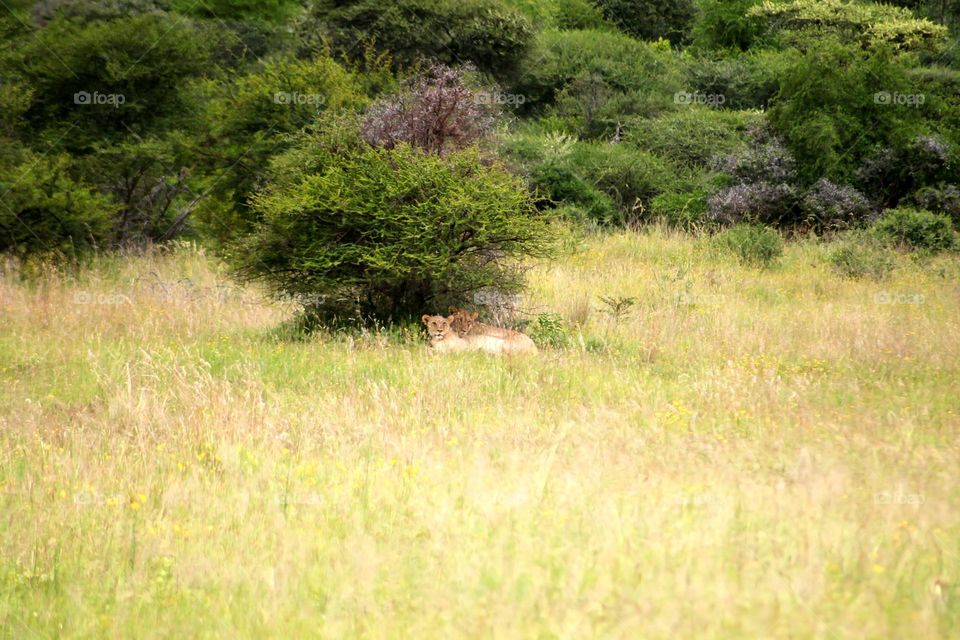 Lions relaxing underneath a thorn bush in Pilanesberg National Park, South Africa