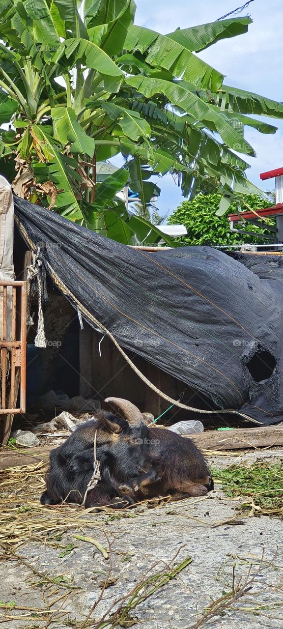 Group of black goats in the village