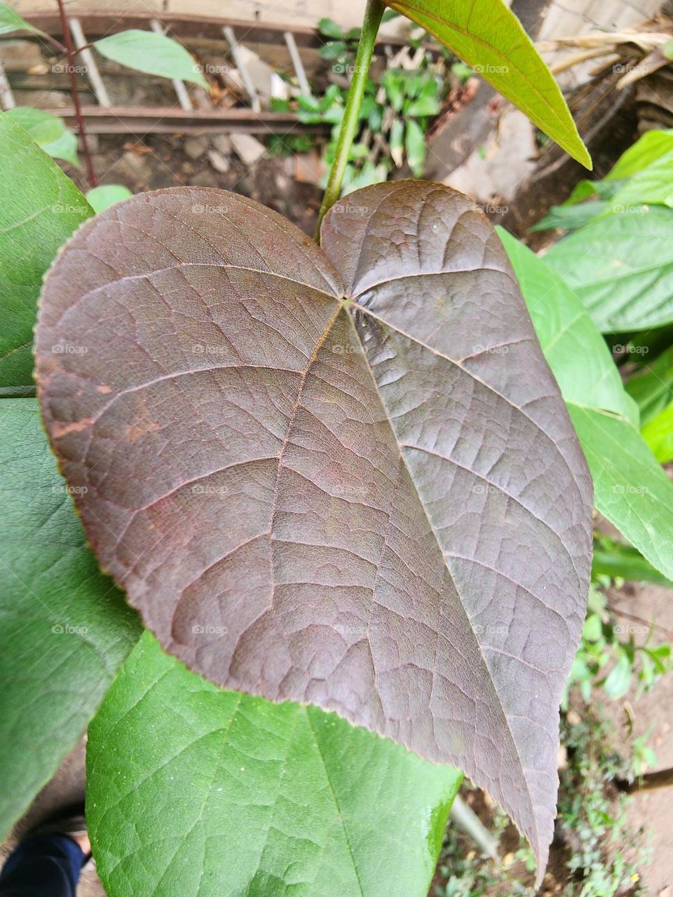 lone brown leaf