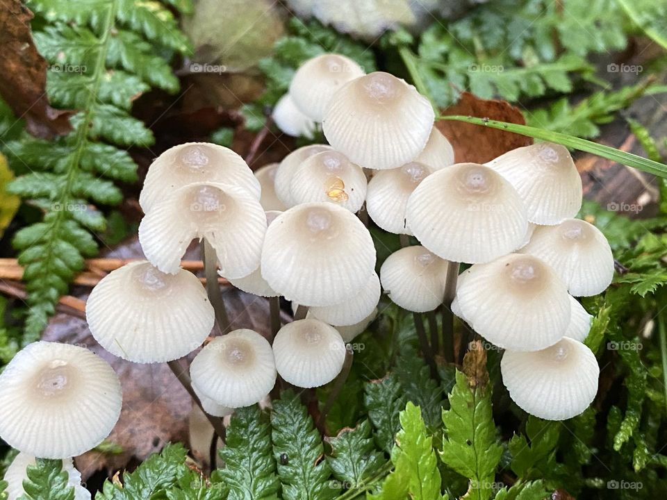 A red toadstools in the woods 