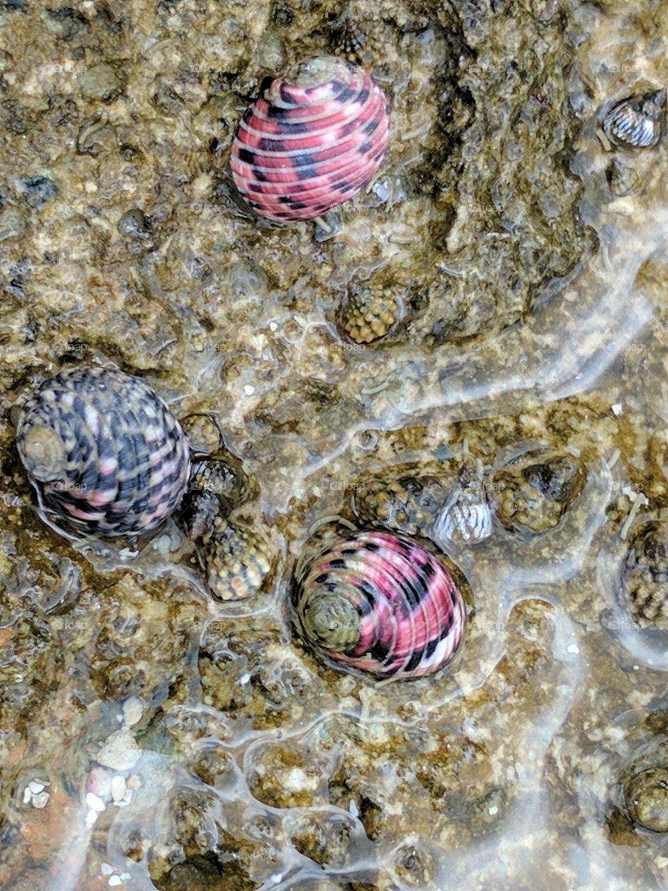 colorful cockleshells