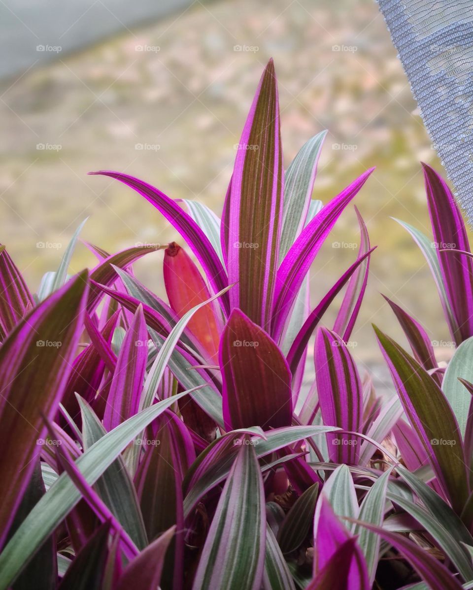 Oyster plant