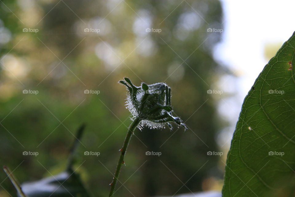 a flower bud on a rainy day