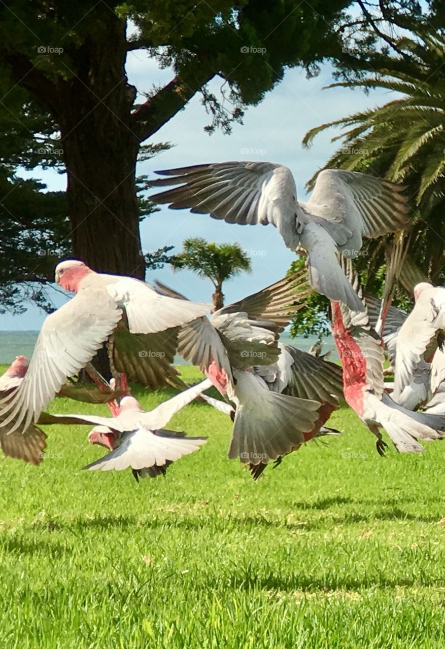 Wild Pink Galah parrots birds motion, movement, flight, landing, to feed in grass south Australia 