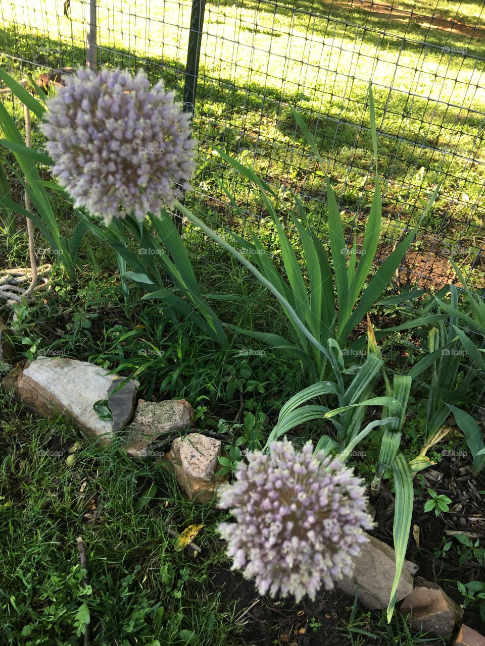 My garlic is growing tall with all the rain we’ve had the past couple months. 