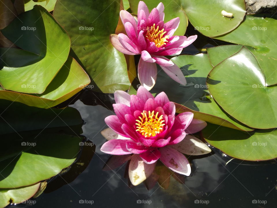 Pink Water Lilly