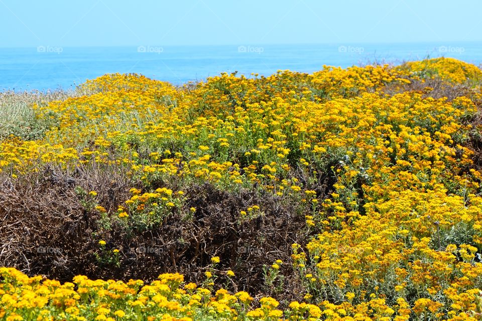 Yellow wildflowers on the field