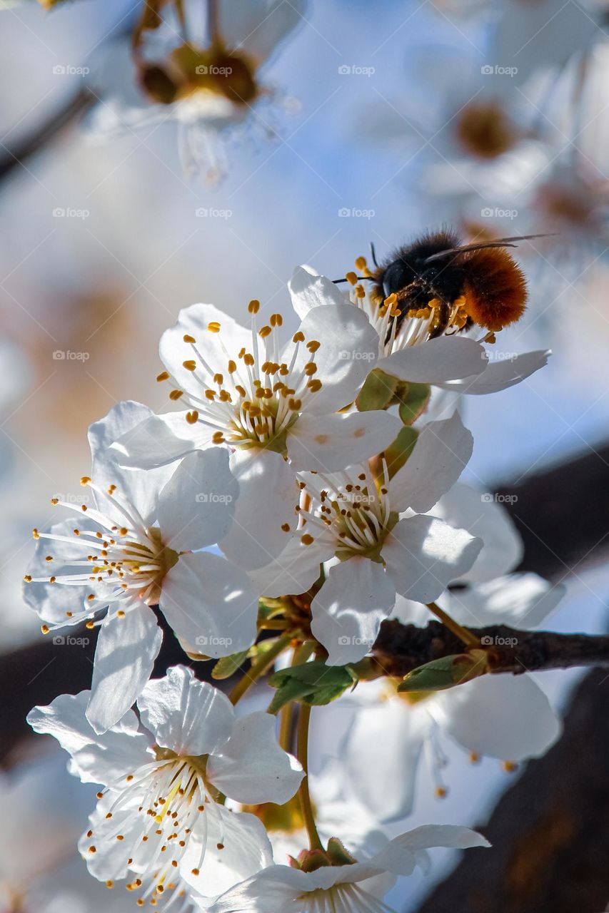 A wasp at the plum blooming tree