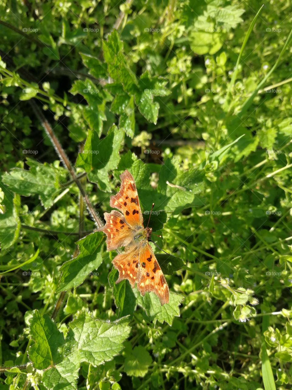 Polygonia c-album