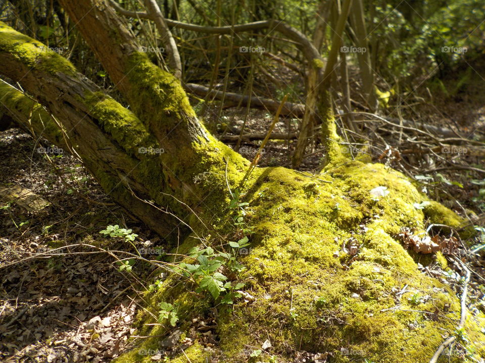 Old tree at the edge of the lake