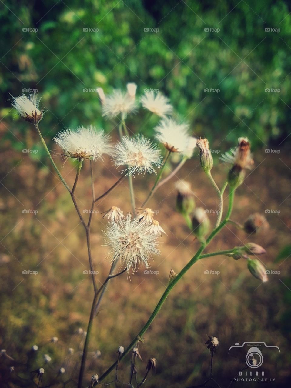 Natural and village photography