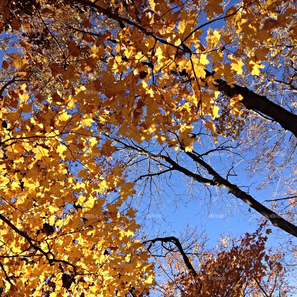 Yellow fall leaves
