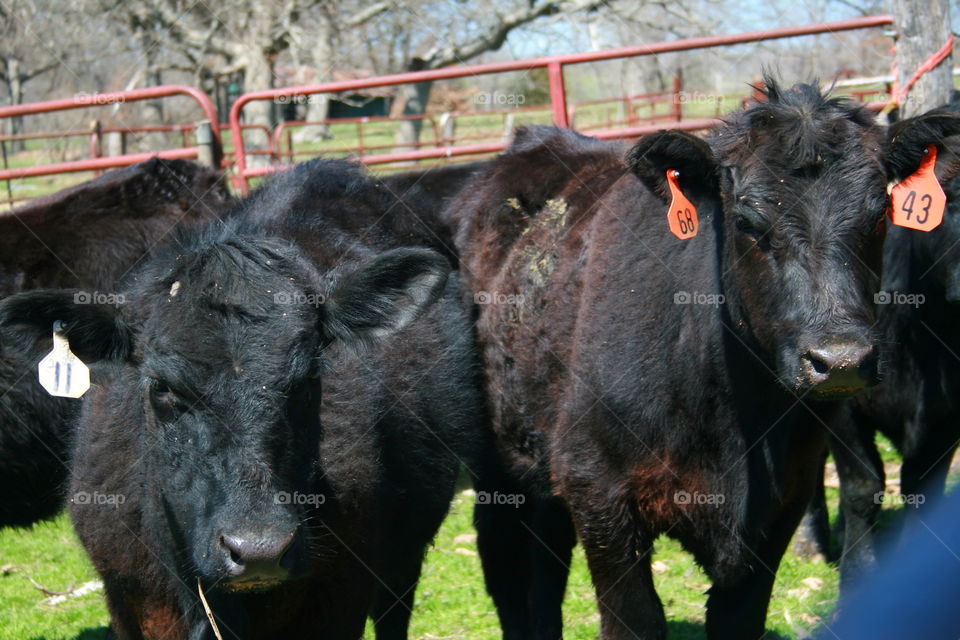 On the Farm