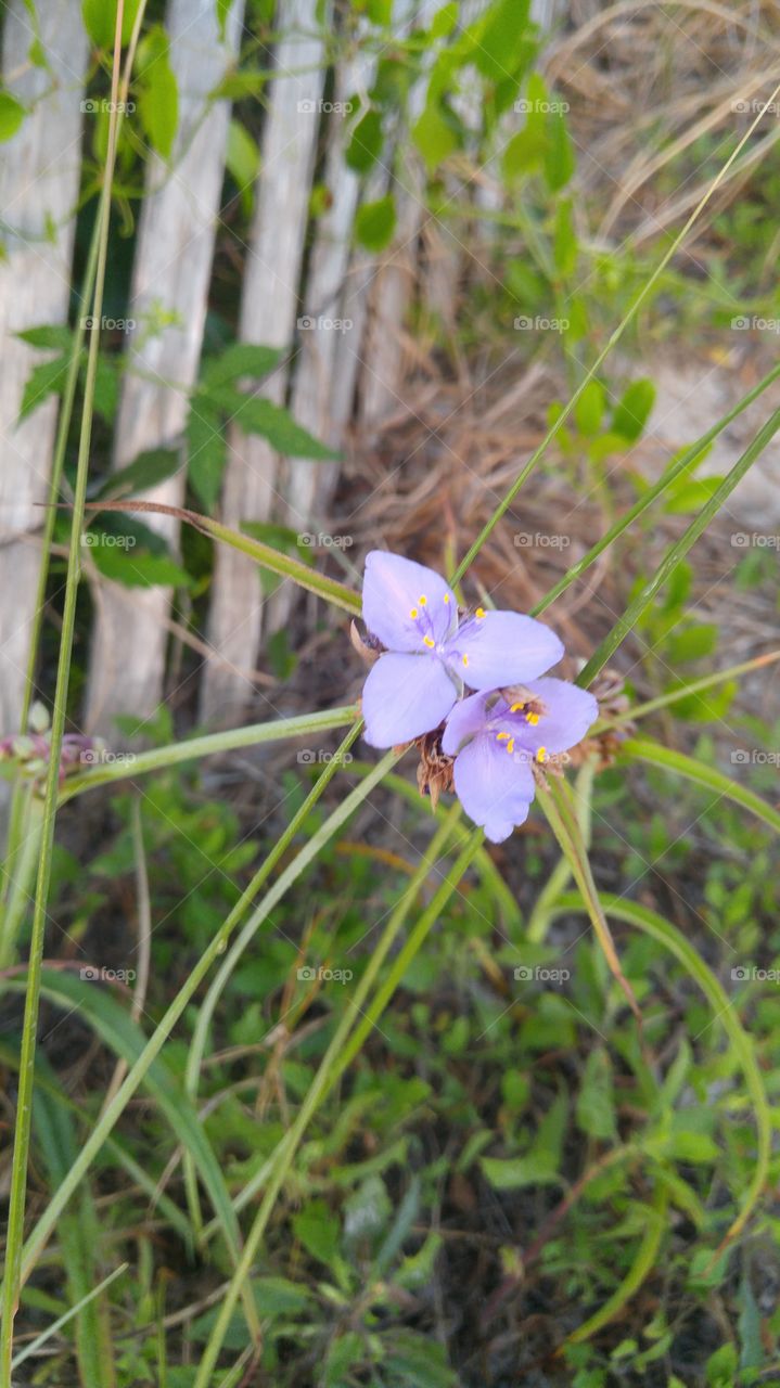 Flower in the dunes