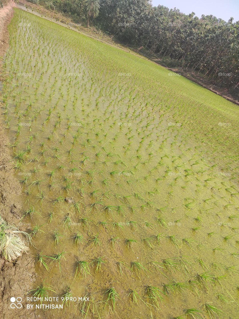 agriculture field
