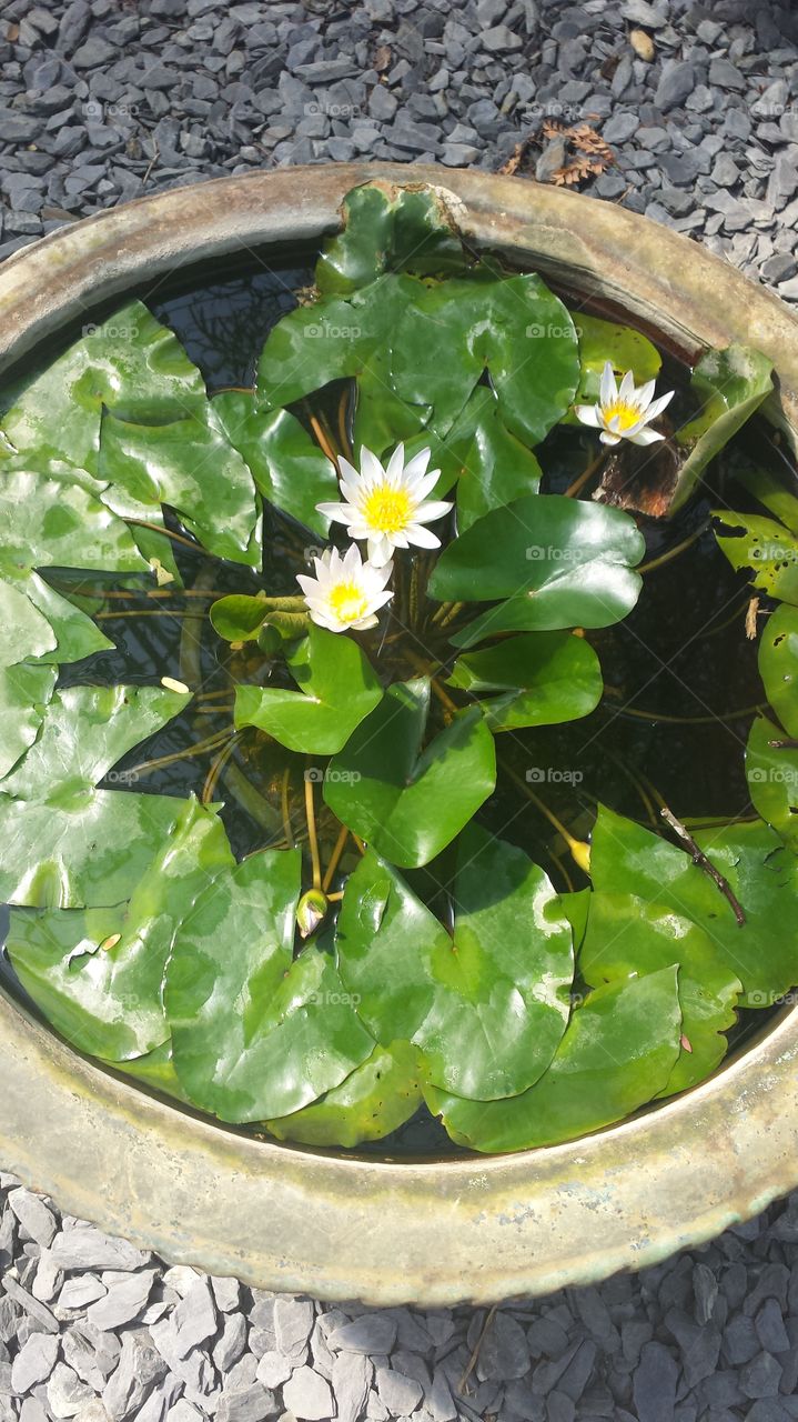 lily pad in pot