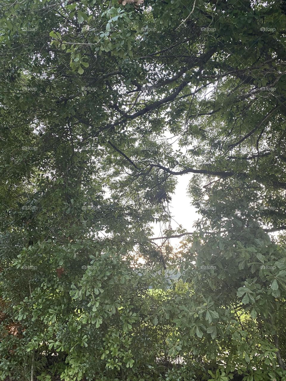 Seeing the sky through the big oak tree 