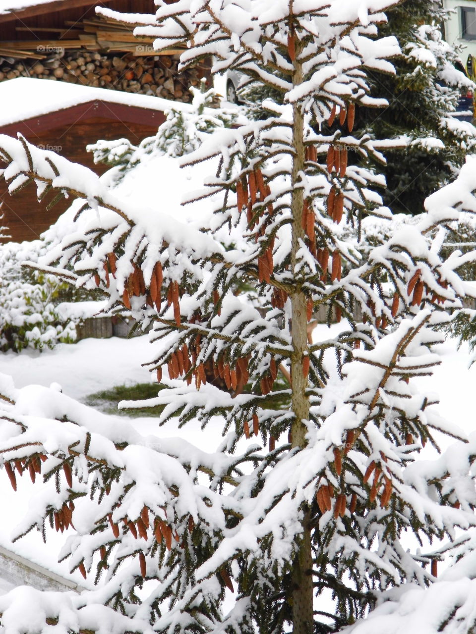 Christmas Tree and Snow White in the garden