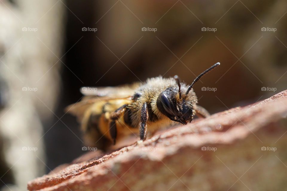 A wasp snapped in my garden … they seem to be attracted to our house having removed several wasp nests over the years … from garden shed, bushes roof 😂