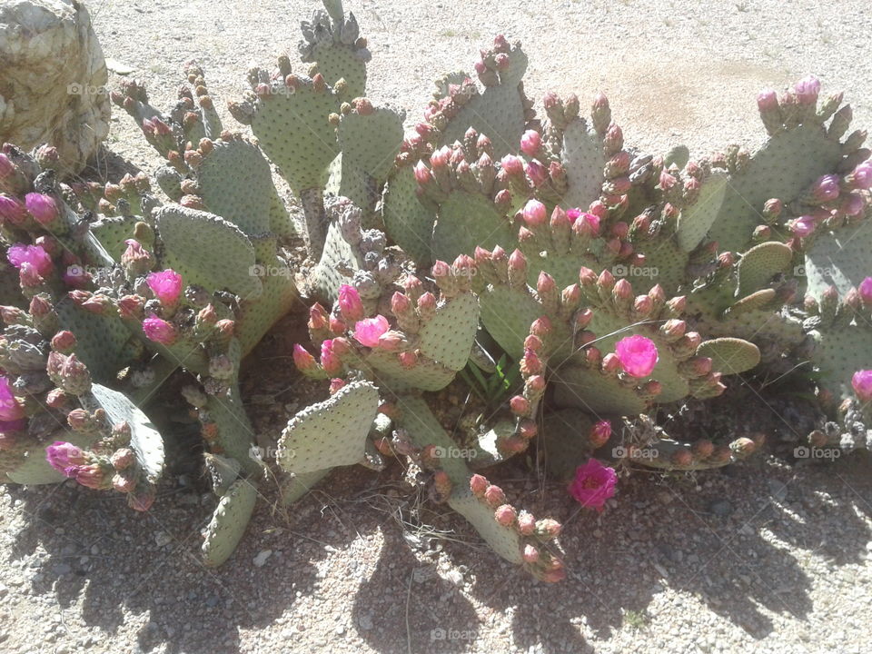 flower cactus