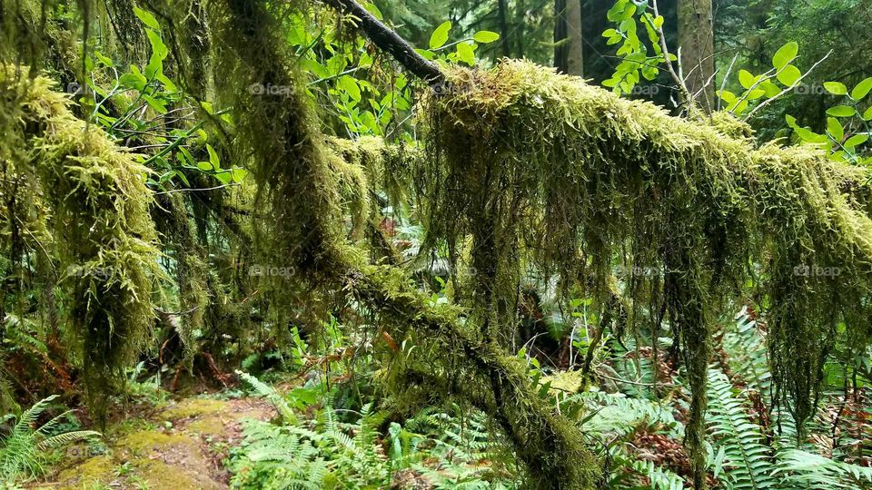 Redwood Rainforest Nothern California